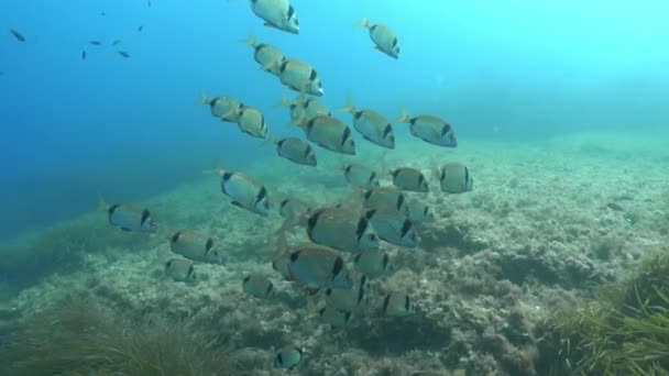 Mediterranean Sea Reef Fishes Underwater World — Stock Video