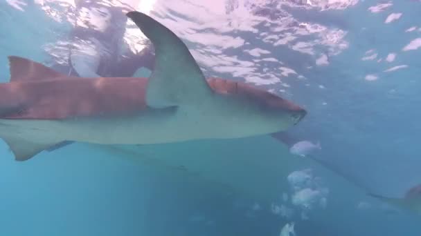 Wildlife Onderwater Verpleegkundige Haaien Zwemmen Dicht Bij Camera — Stockvideo