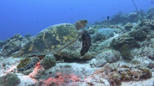 Luonto Vedenalainen Merikilpikonna Koralliriutalla — kuvapankkivideo