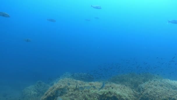 Paisaje Submarino Arrecife Del Mar Mediterráneo — Vídeos de Stock