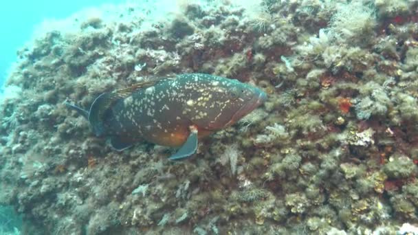 Marine Life Grouper Fish Scuba Diving Majorca — Stock Video