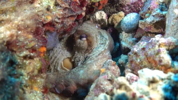 Onderwaterwereld Octopus Een Kleurrijke Scène — Stockvideo