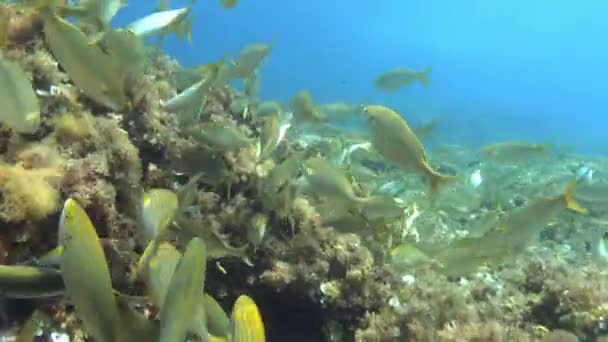 Vida Submarina Cardumen Peces Con Bandas Oro Arrecife Del Mar — Vídeos de Stock