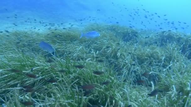 Εναέρια Υποβρύχια Ζωή Dentex Fish Swimming Posidonia Seafweed Field — Αρχείο Βίντεο