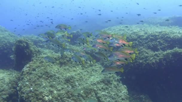 Mar Mediterráneo Submarino Browm Cardúmenes Peces — Vídeo de stock
