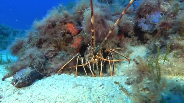 Vida Submarina Langosta Mediterránea Cerca — Vídeo de stock