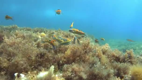 Vida Subaquática Pequenos Peixes Recife Mediterrâneo — Vídeo de Stock