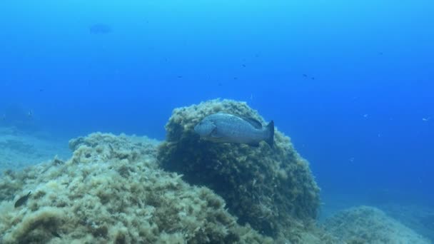 Peces Gruñones Aguas Azules Del Mar Vida Submarina Del Mar — Vídeo de stock