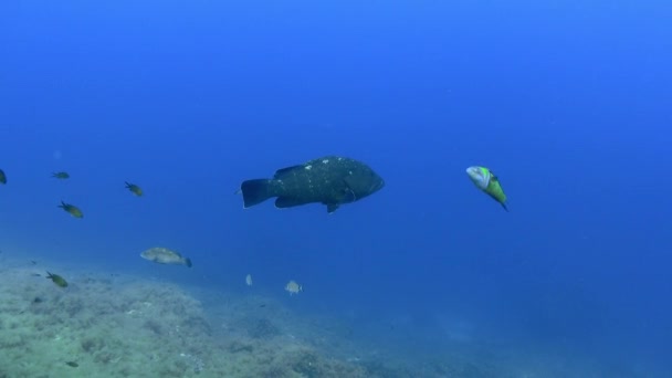 Csoportos Halak Kék Tengervízben Földközi Tengeri Lunderwater Life — Stock videók