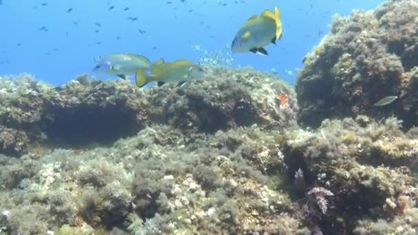 Unterwasserlandschaft Mittelmeer Riff Tauchen Auf Mallorca — Stockvideo