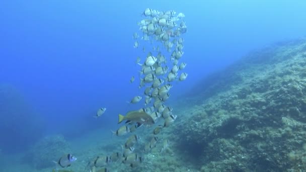 Escena Submarina Peces Del Arrecife Del Mar Mediterráneo — Vídeos de Stock