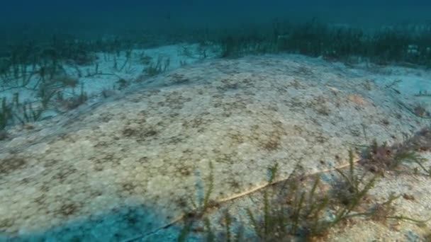 Mallorca Fauna Bajo Agua Mármol Mar Rayos Escapa Cámara — Vídeo de stock