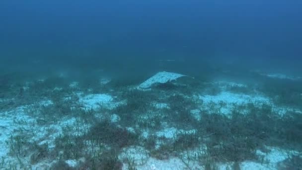Підводне Життя Красивий Мармуровий Морський Промінь Плаває Над Морем — стокове відео