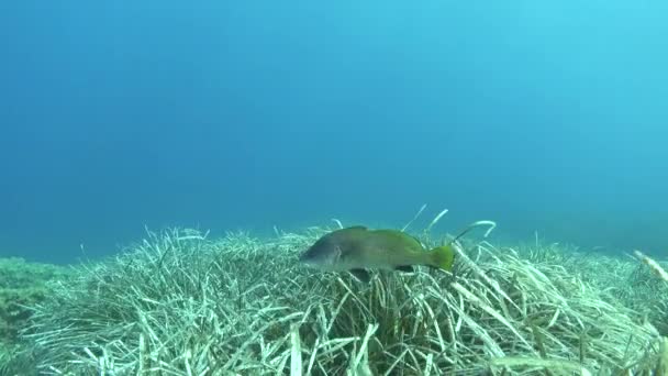 Brown Meagre Fish Dying Posidonia Field — Stock Video