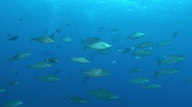 Majorca 'da tüplü dalış yapan büyük bir ambeak balığı sürüsü.