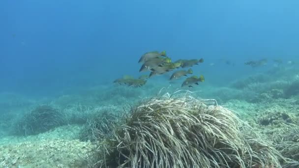 Paysage Sous Marin Poissons Bruns Maigres Dessus Champ Posidonia Voie — Video