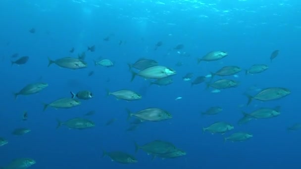 Grote School Van Kleine Ambejack Vissen Duiken Majorca — Stockvideo