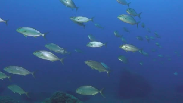 Brote Pequeños Peces Amberjack Nadando Agua Mar Azul Oscuro — Vídeo de stock