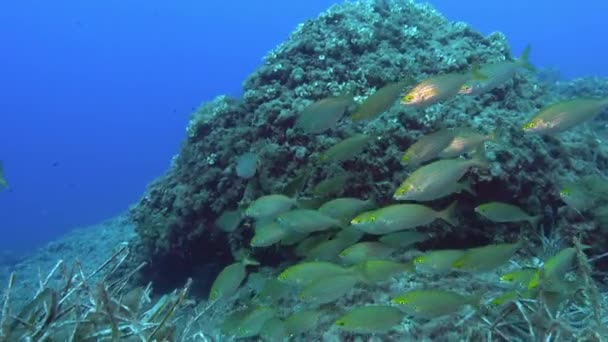Salema Fish School Swimming Seabed Scuba Diving Majorca — 图库视频影像