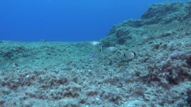 Middelhavet Rev Fisk Undersøiske Liv – Stock-video