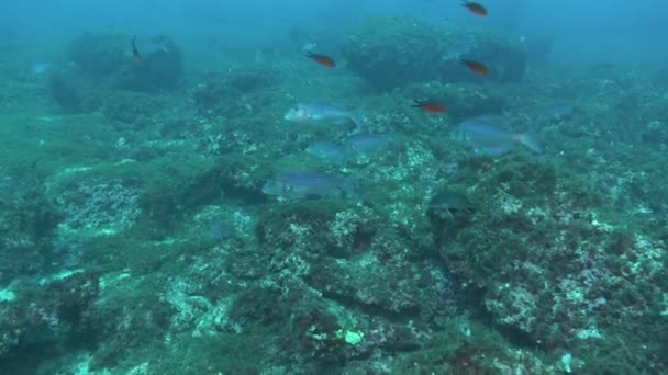 海底でのデンテックス デネックスの魚の浅瀬 マヨルカ島でスキューバダイビング — ストック動画