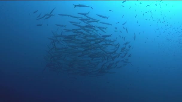Plongée Sous Marine Majorque Barracuda Poisson Appât Balle — Video