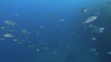 Su altı yaşamı - Kehribar balığı sürüsü sığ deniz suyunda
