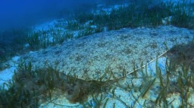 Akdeniz ışını kameradan çıkıyor - Mayorka su altında.