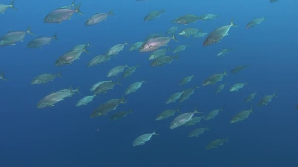 Gran Escuela Pequeños Peces Amberjack Buceo Mallorca — Vídeo de stock