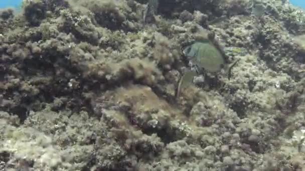 Scène Sous Marine Poisson Récif — Video