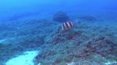 Deniz altı yaşamı - İmparatorluk çipleri deniz tabanında yüzüyor