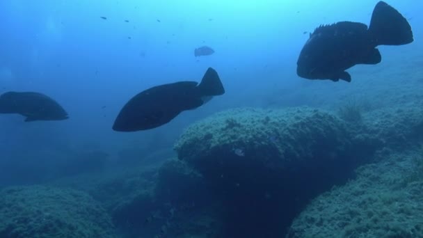 Vida Marina Cardumen Peces Más Grueso Aguas Turbias — Vídeo de stock