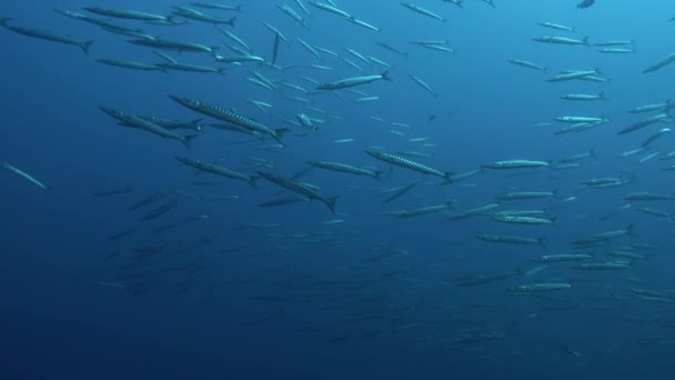 Onderwater Scene Grote School Van Barracuda Vissen — Stockvideo