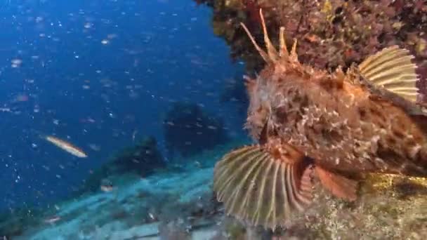 Wilde Dieren Onder Water Mediterrane Schorpioenvis Ontsnapt Uit Camera — Stockvideo