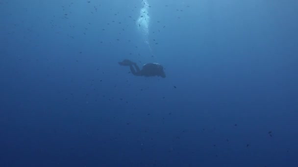 Buceador Solo Escena Submarina — Vídeo de stock