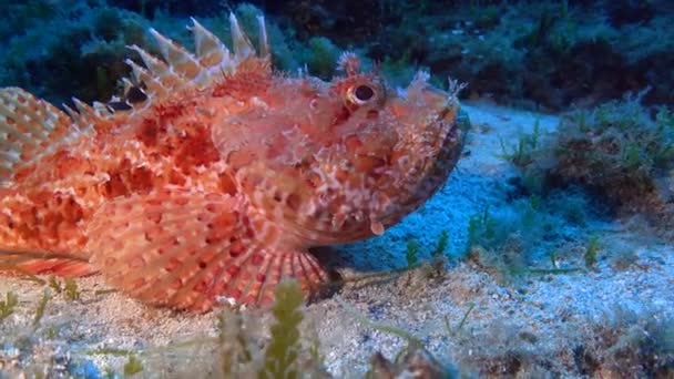 Fauna Marina Rosso Mediterraneo Scorpione Paesaggi Pesce Dalla Fotocamera — Video Stock