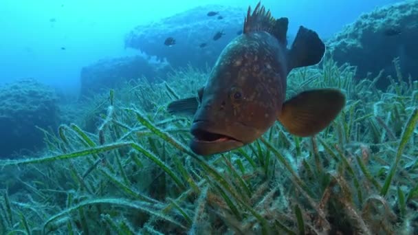 Natuur Onder Water Groepenvis Dicht Bij Camera — Stockvideo