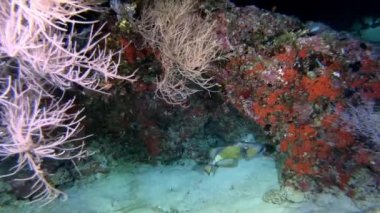 Tetikleyici balık - Maldivler 'de dalış