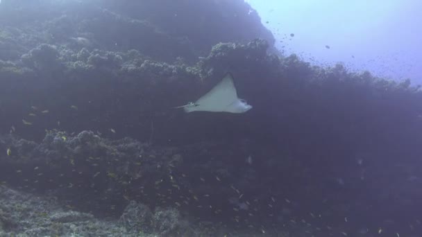 美しい水中野生生物 イーグルレイスイミング — ストック動画