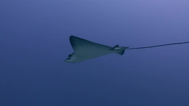 Beautiful Underwater Life Eagle Ray Swimming Clean Sea Water — Stock Video