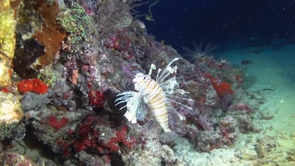 Plongée Nocturne Aux Maldives Lionfish — Video