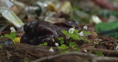 Anemone çiçekleri ormanda plastik atıklar arasında yetişir. Doğa geri dönüyor.