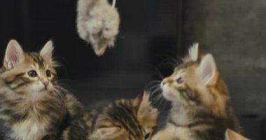 Küçük kediler ipin ucunda bir oyuncakla oynarlar. Şirin kedicikler yün oyuncak yakalıyor.