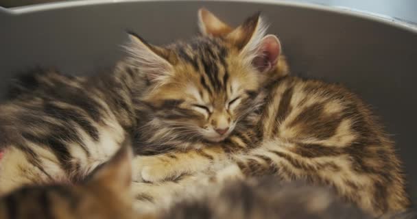 Kleine Kätzchen schlafen bequem zusammengekauert und zusammengerollt. Katze schläft ein — Stockvideo