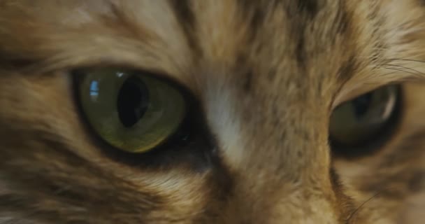 Gros plan des yeux d'un chat. Tabby gingembre chat clignote somnolent et ferme les yeux — Video