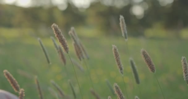 Seorang wanita tangan lembut menyentuh telinga rumput di lapangan saat matahari terbenam. — Stok Video