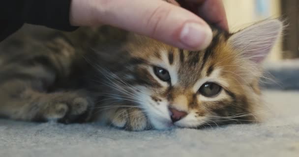 Primer plano de una mano acariciando un pedigree peludo pequeño gatito tabby soñoliento. — Vídeo de stock