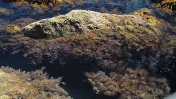 Скеля, покрита мохом і водоростями, промитими хвилями піни в морі або океані — стокове відео