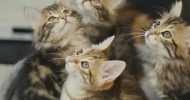 Küçük kediler ipin ucunda bir oyuncakla oynarlar. Şirin kedicikler yün oyuncak yakalıyor.