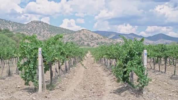 Vineyard en solig dag. Rader av vindruvor. Vinranka. Unga druvor. Jordbruk. — Stockvideo